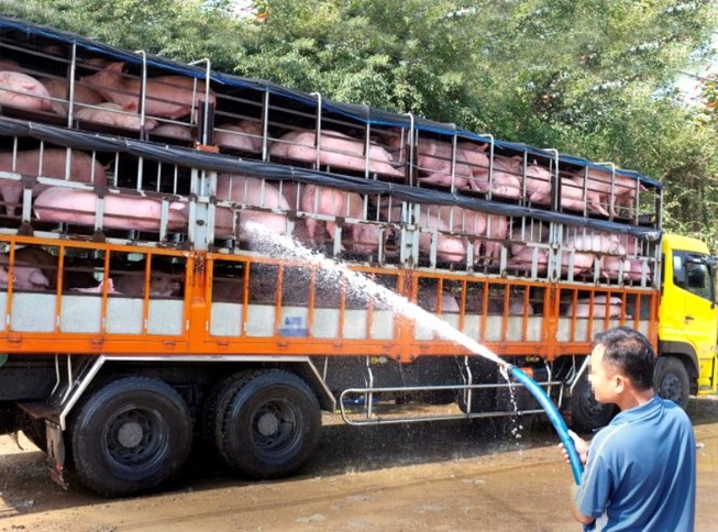 Đại chiến thương mại Mỹ-Trung: Heo Việt Nam lên hương?