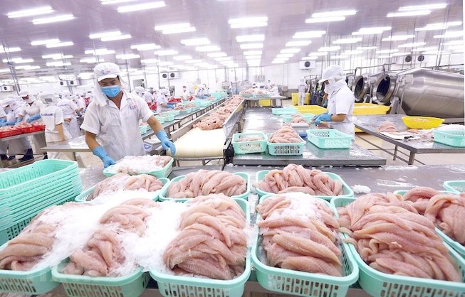 Cá tra Việt lại lo tắc đường sang Trung Quốc