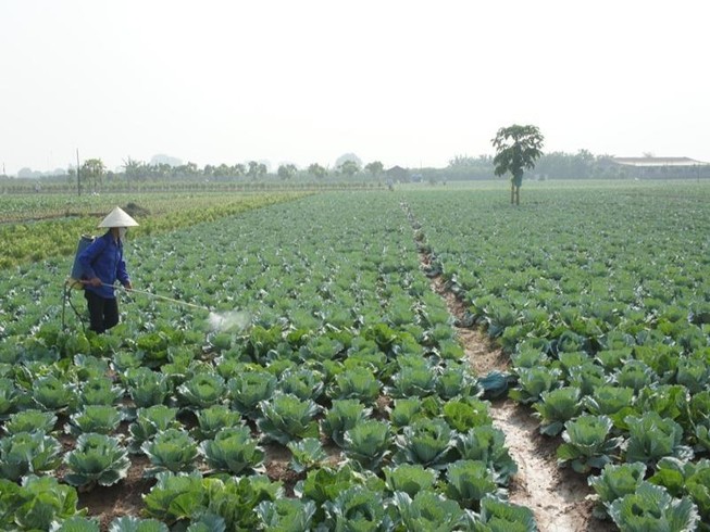 Rửa rau quả sai cách chỉ khiến bạn ăn thêm nhiều thuốc trừ sâu
