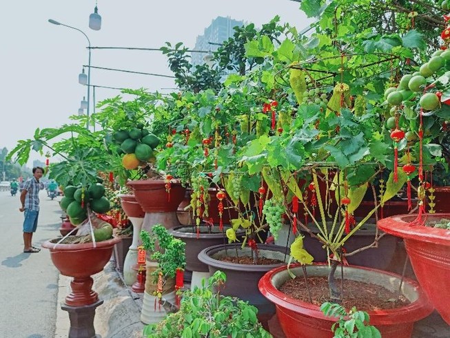Độc đáo cây ăn trái vào chậu cảnh tết
