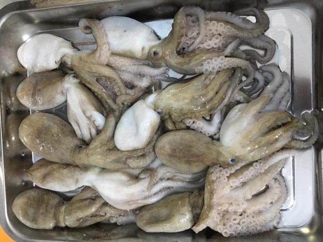 Cách chọn mua mực, bạch tuộc không bị tẩy trắng