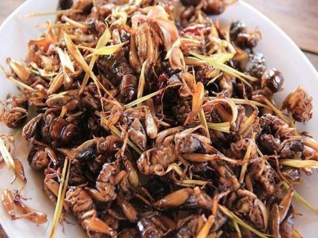 Dùng dế, ve sầu làm món ăn, dân nhậu cần lưu ý điều này