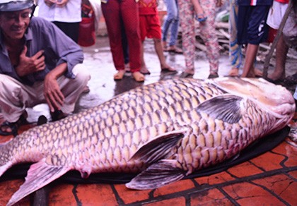 Bắt được cá hô nặng 130kg trên sông Mỹ An