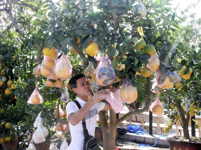 Bưởi cảnh giá chục triệu đến phố biển