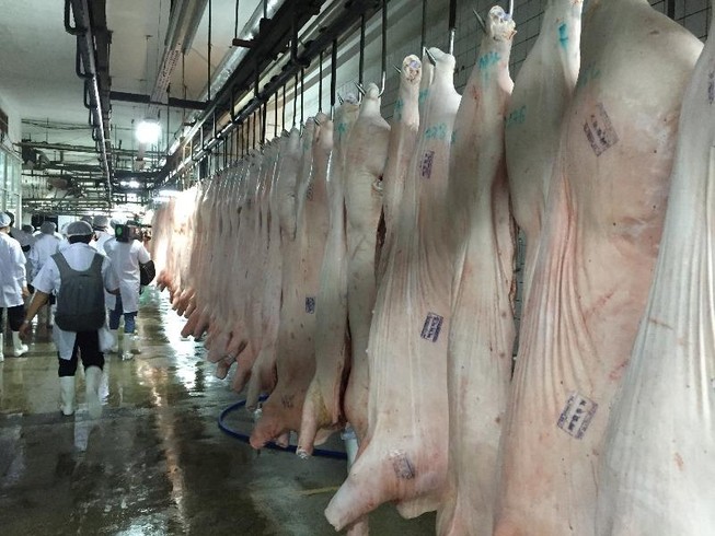 Heo hơi đang sốt giá là ảo hay thật?