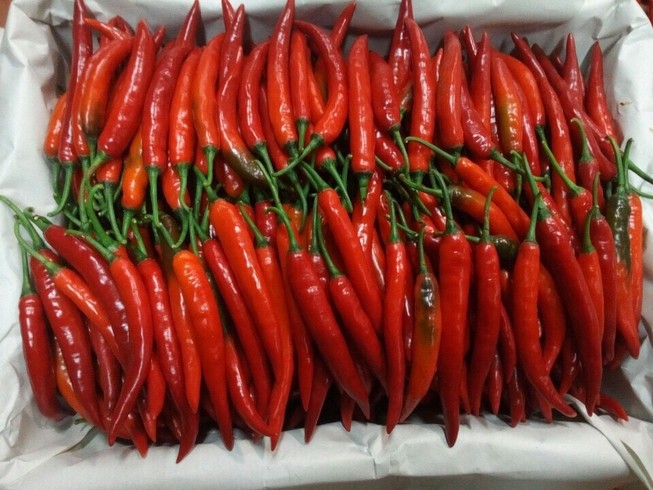 Vì sao giá ớt hiểm tăng đột biến lên 200.000 đồng/kg?