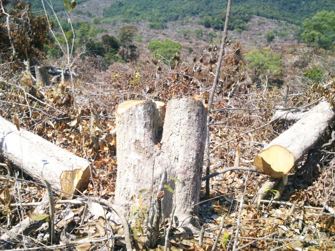 Xem xét khởi tố vụ án phá 110 ha rừng ở Phú Yên