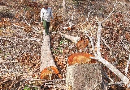 Vụ phá 110 ha rừng: Bắt giam cháu một nguyên bí thư huyện