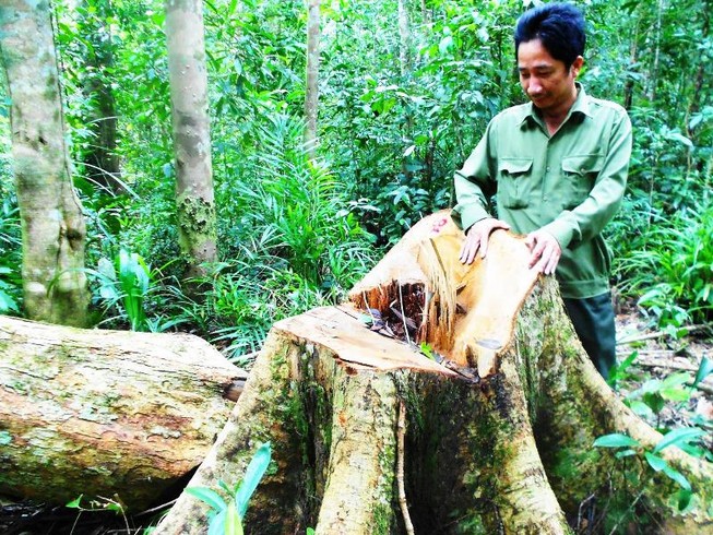 Khởi tố vụ chặt 13 cây gỗ quý trong rừng phòng hộ