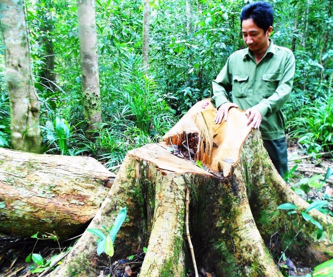 Bắt giam người chủ mưu chặt 13 cây gỗ quý