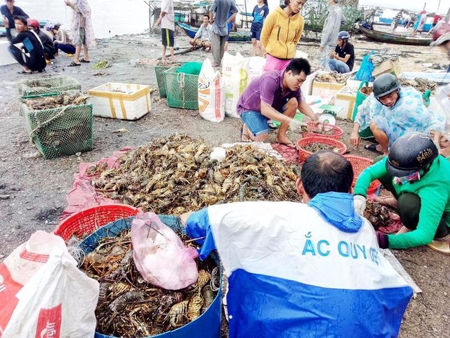 Công bố 'thủ phạm' giết chết 1,6 triệu con tôm hùm
