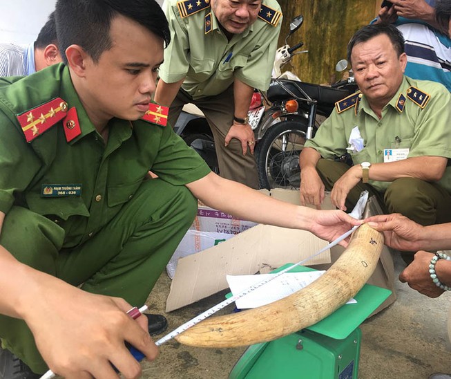 Hơn 17 kg nghi ngà voi vận chuyển trái phép