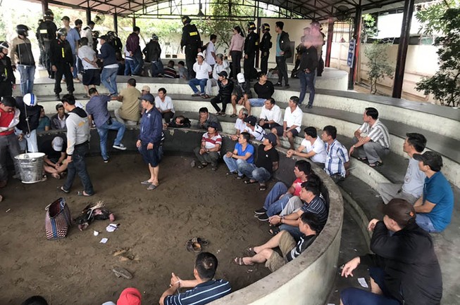 Bắt giam 13 người sát phạt bằng đá gà ở Phú Yên