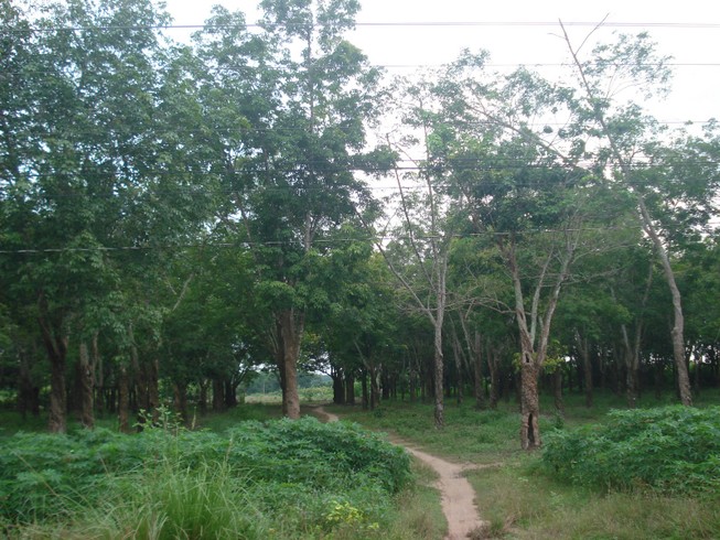 Một tài xế xe ôm bị sát hại trong rừng cao su