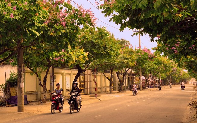 Ngơ ngẩn với sắc tím trên con đường 'lãng mạn nhất Biên Hòa'