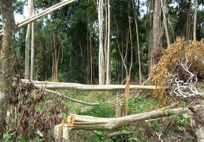Khởi tố trùm giang hồ trang bị 'hàng nóng' đi phá rừng