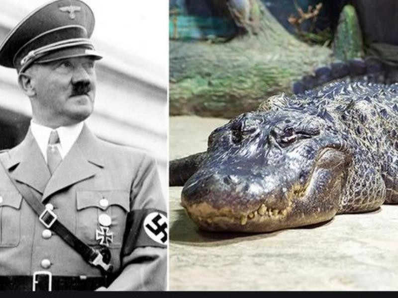 Cá sấu thú cưng của Hitler được nhồi bông, đem trưng bày - ảnh 1