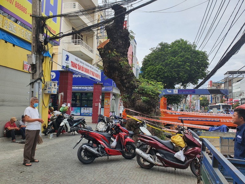 Người dân muốn biết lý do cây me tây bị đốn hạ - ảnh 2