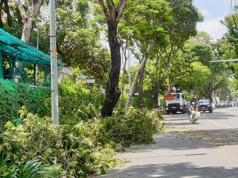 TP.HCM: Tăng cường bảo vệ và phát triển cây xanh - ảnh 2