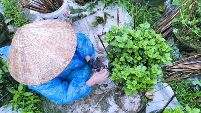 Nông dân Huế đội mưa rét chăm sóc hoa Tết - ảnh 7