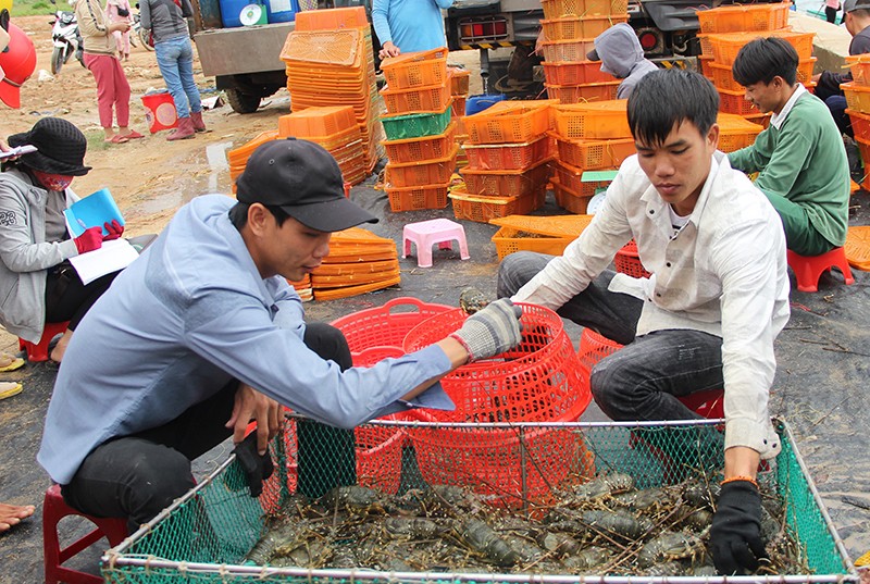 Tôm hùm khan hiếm, giá cao kỷ lục - ảnh 1