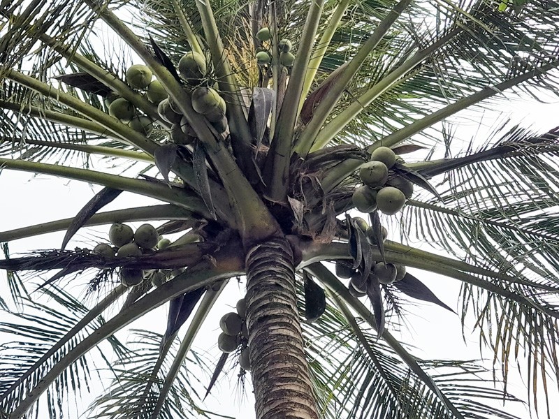 Bến Tre kiến nghị hỗ trợ 72 tỉ khôi phục vườn dừa sau hạn mặn - ảnh 2