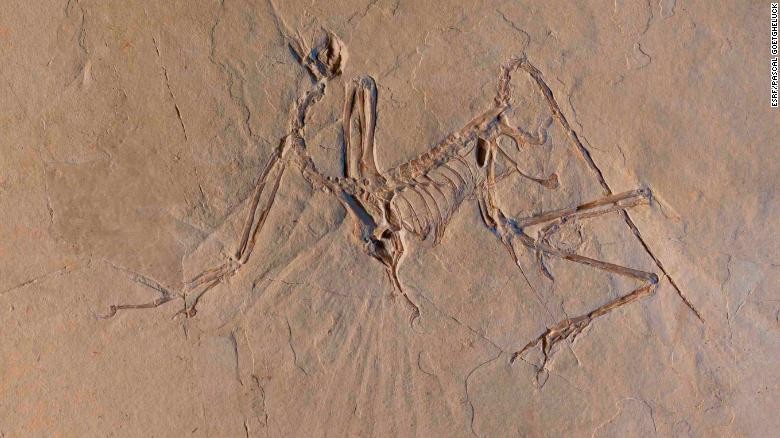 Giải mã bí ẩn loài chim cổ Archaeopteryx - ảnh 1