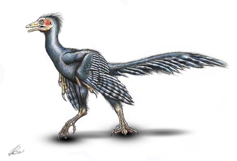 Giải mã bí ẩn loài chim cổ Archaeopteryx - ảnh 2