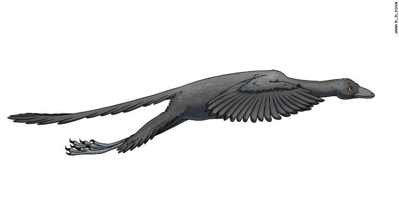 Giải mã bí ẩn loài chim cổ Archaeopteryx - ảnh 3