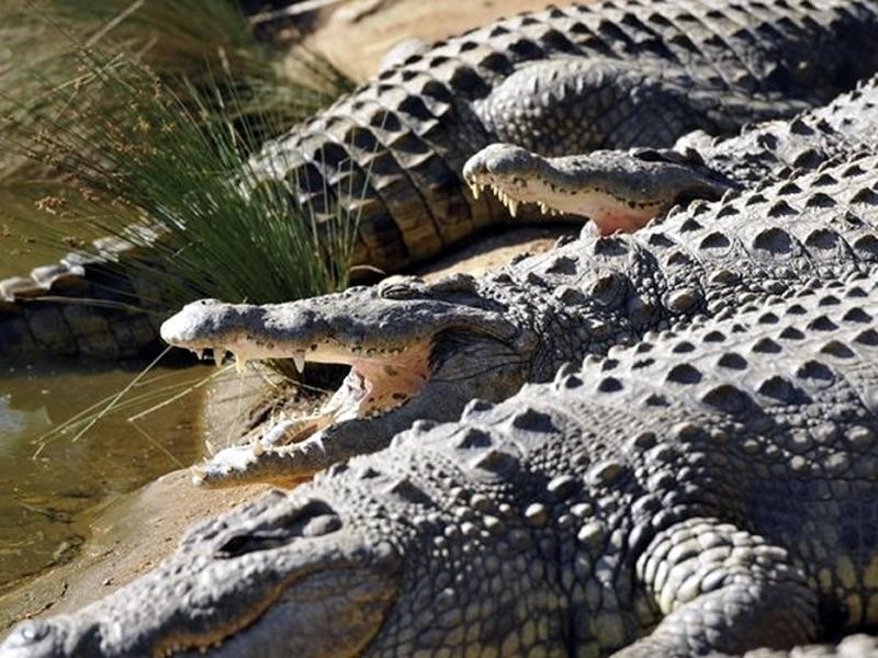 Dân lo sợ khi 1 bầy cá sấu xổng chuồng ở Nam Phi - ảnh 1