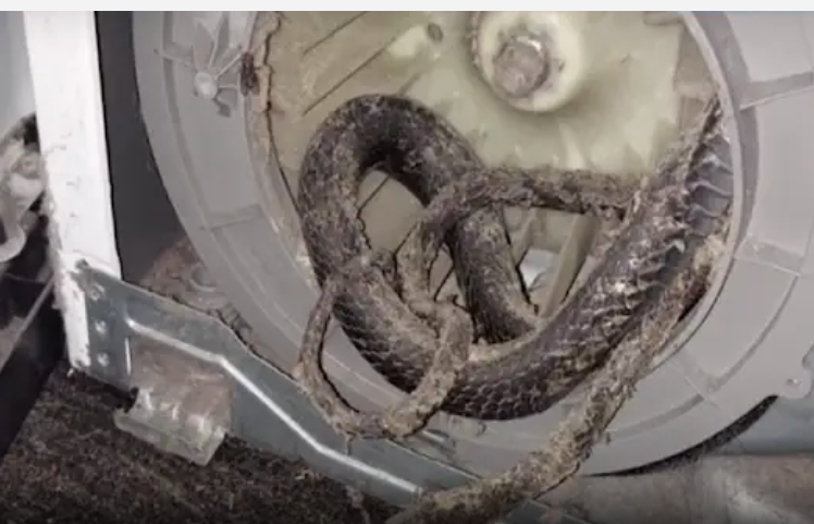 Ớn lạnh phát hiện rắn nằm trong máy sấy quần áo - ảnh 1