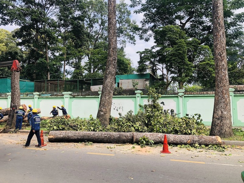 TP.HCM đốn hạ nhiều cây dầu lâu năm ở đường Nguyễn Bỉnh Khiêm - ảnh 2