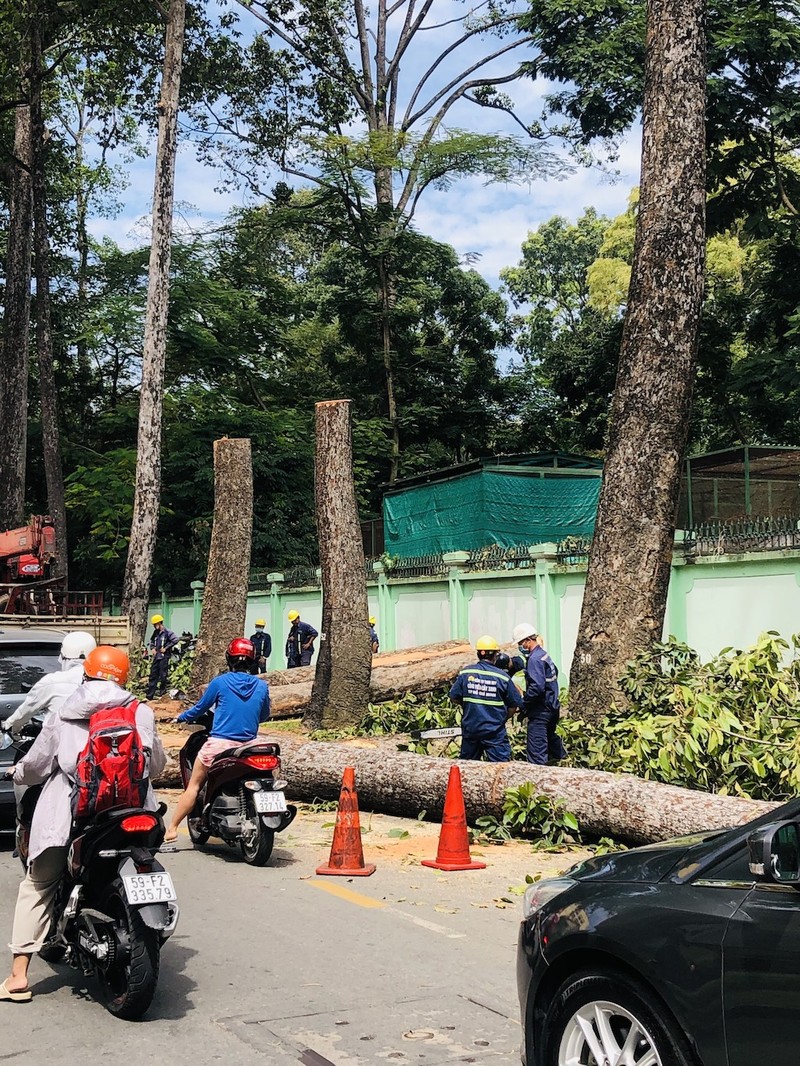 TP.HCM đốn hạ nhiều cây dầu lâu năm ở đường Nguyễn Bỉnh Khiêm - ảnh 3