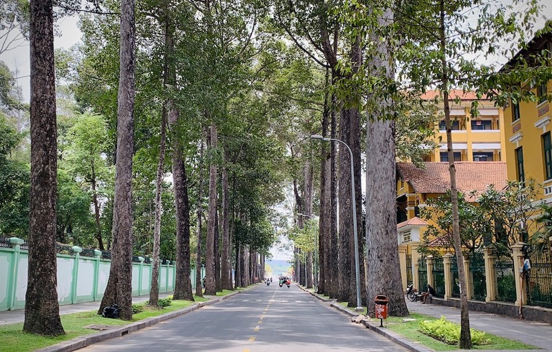 TP.HCM đốn hạ nhiều cây dầu lâu năm ở đường Nguyễn Bỉnh Khiêm - ảnh 4