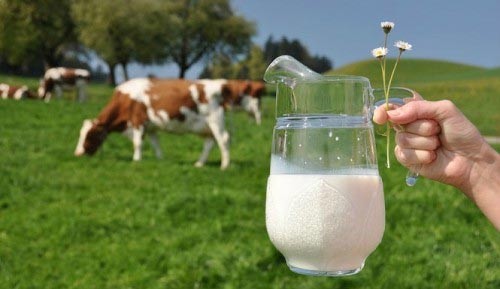 Sữa tươi nguyên chất chưa hẳn an toàn | Dinh dưỡng | PLO