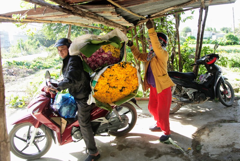 Làng hoa cúc vàng Mỹ Bình hối hả vào vụ Tết - ảnh 11