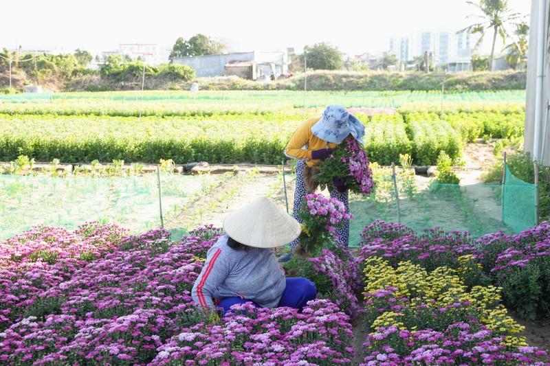 Làng hoa cúc vàng Mỹ Bình hối hả vào vụ Tết - ảnh 5