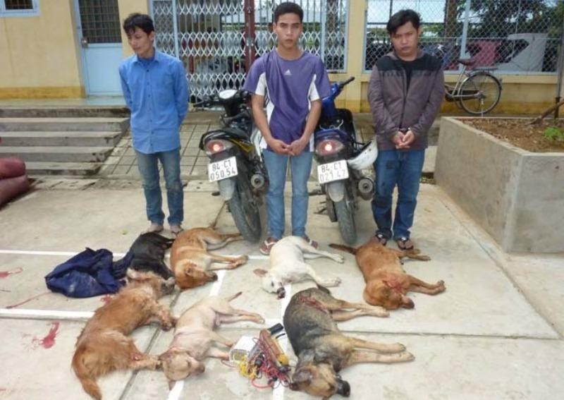 Tòa Bình Chánh lại sai khi xử vụ trộm chó - ảnh 1