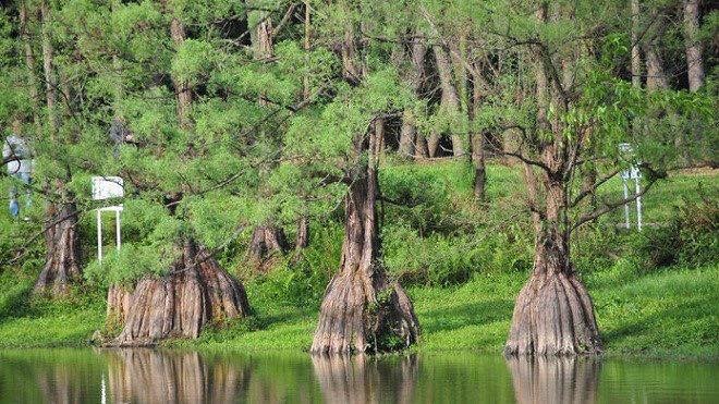 Bạn cùng thời với khủng long đang hiện hữu ở Việt Nam - ảnh 2