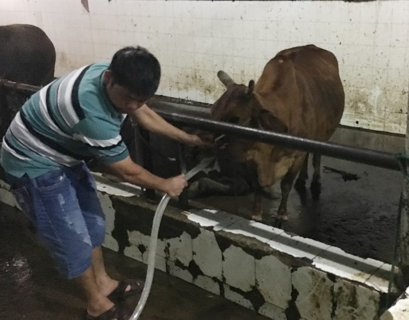 Bắt cơ sở bơm nước vào trâu bò trước khi giết mổ - ảnh 1