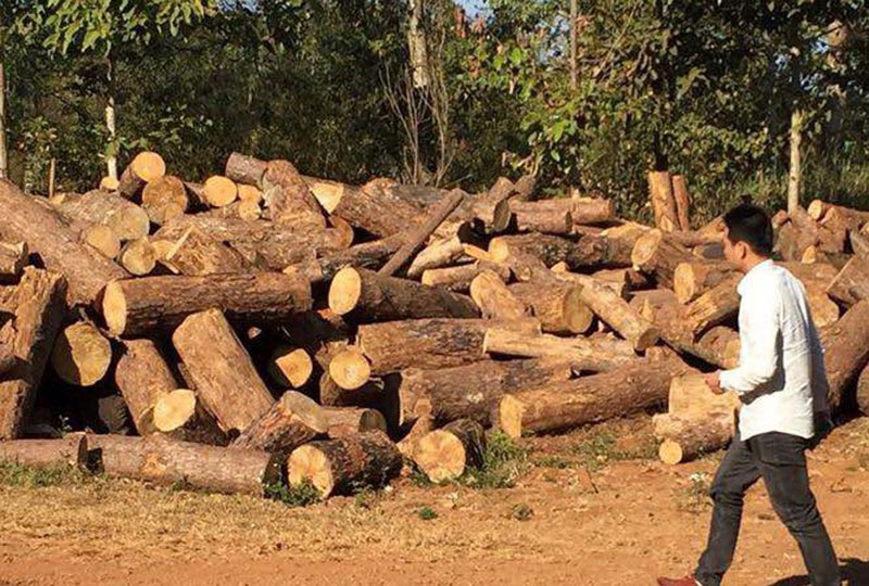 Chủ tịch xã nhận tiền bảo kê việc phá rừng - ảnh 2