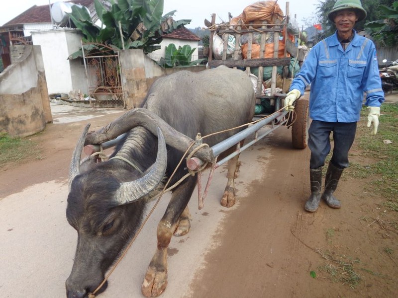 Xe trâu chở rác trên đường làng - ảnh 1