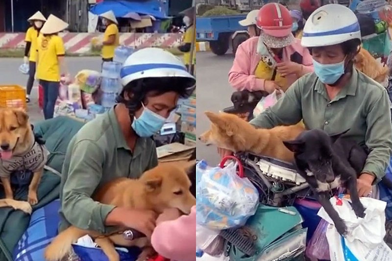 Tiêu hủy 13 chú chó ở Cà Mau: Cơ sở pháp lý chưa vững - ảnh 2