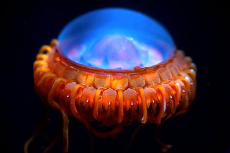 Cận cảnh “quái vật” biển dị thường nhất thế giới - ảnh 12