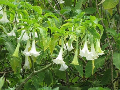 Hãi hùng cảm giác hóa thây ma vì trúng “Hơi thở của quỷ“ - ảnh 2