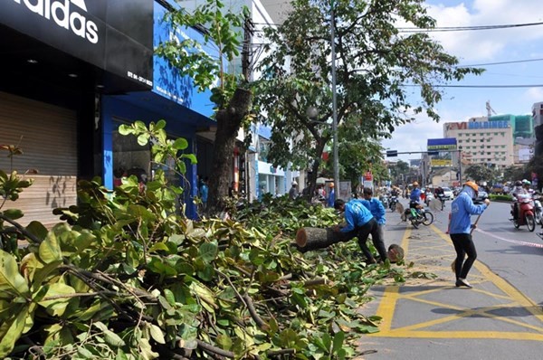 Chặt 6.700 cây xanh, Hà Nội đã khảo sát ra sao? - ảnh 2