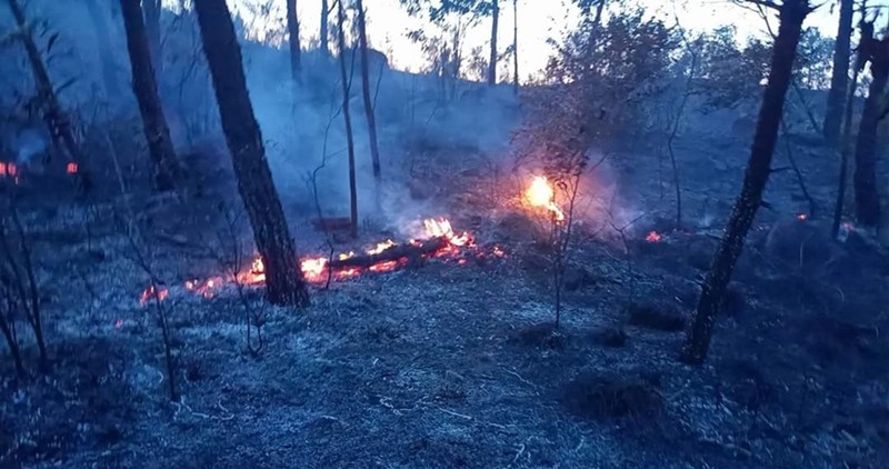  Rừng thông bốc cháy gần 1 ngày đêm ở Quảng Nam - ảnh 2