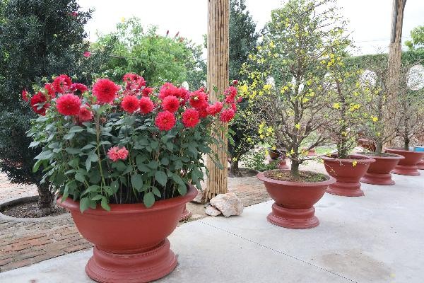 Người dân Nha Trang háo hức ngày mở cửa vườn mai xuân - ảnh 3