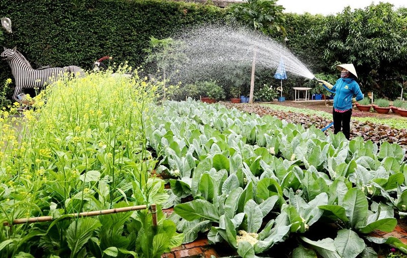 Người dân Nha Trang háo hức ngày mở cửa vườn mai xuân - ảnh 5