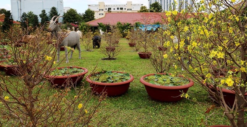 Người dân Nha Trang háo hức ngày mở cửa vườn mai xuân - ảnh 1